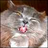onitar's Avatar