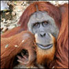 orimeli's Avatar