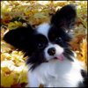 oxevaber's Avatar