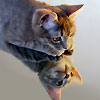 arume's Avatar
